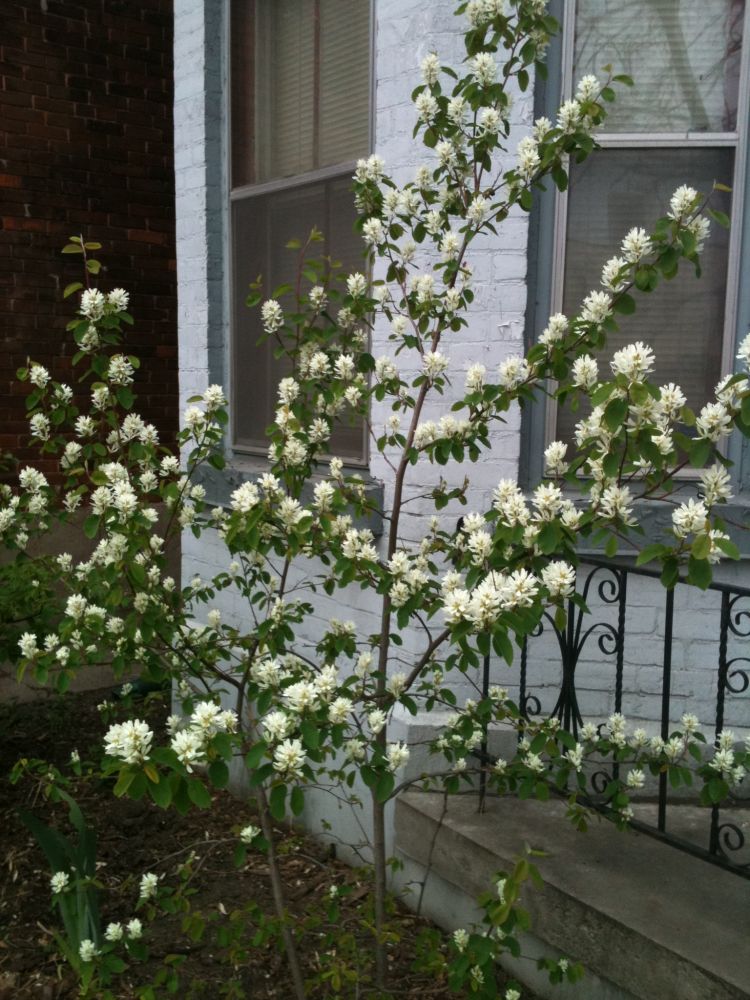 Serviceberry Tree