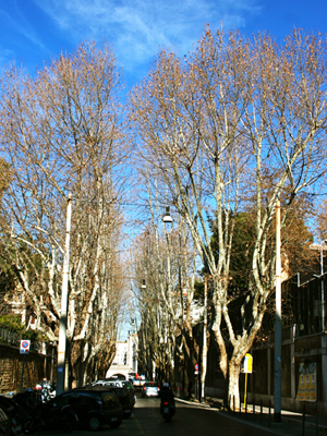 A typical Boulvard in Rome