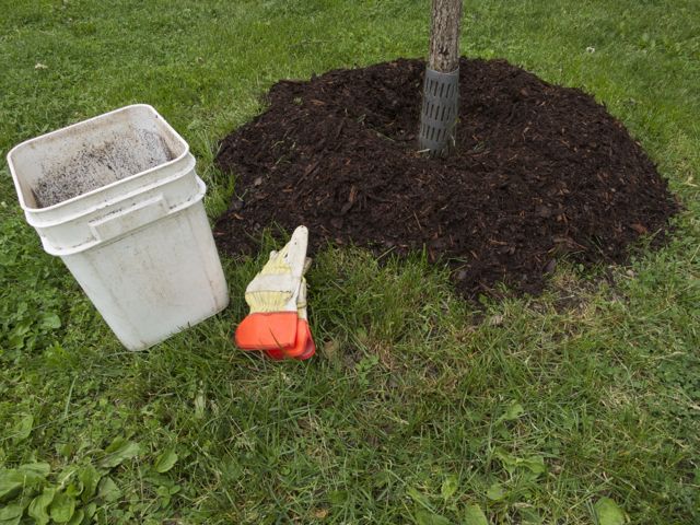 Properly Mulched Tree