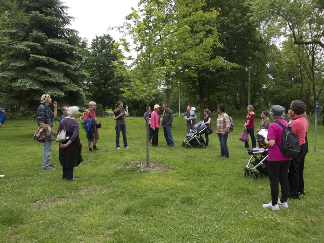Tree tour through Withrow Park, Toronto