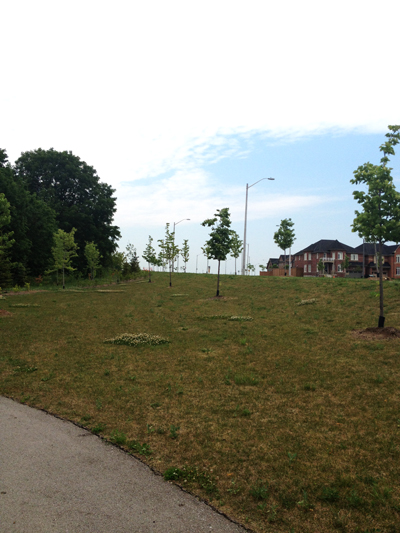 Changing Landscapes Markham Tree Tour