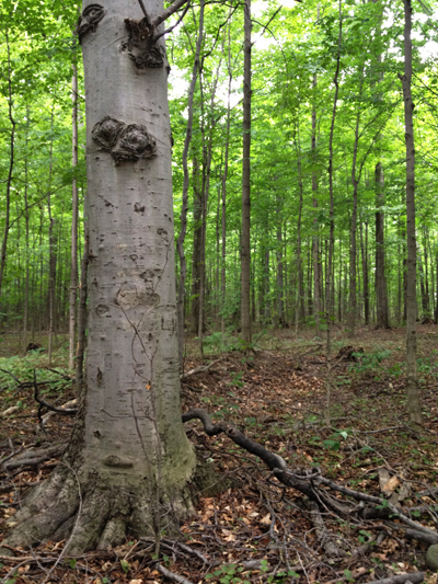 Our changing landscapes tree tour Markham