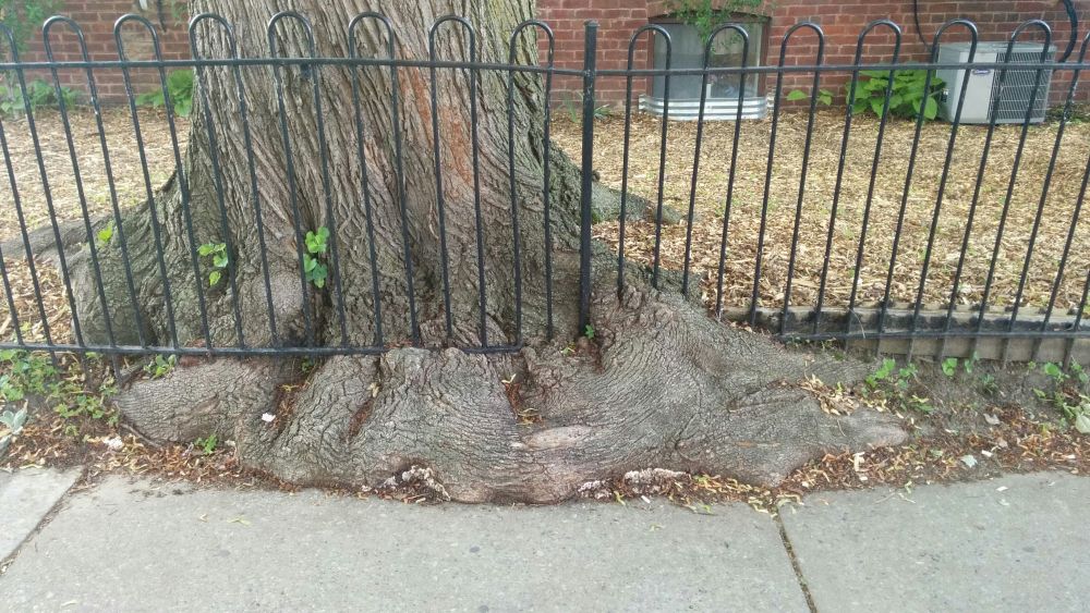 ©2015 Jonathan Silver a tree trunk growing into a fence