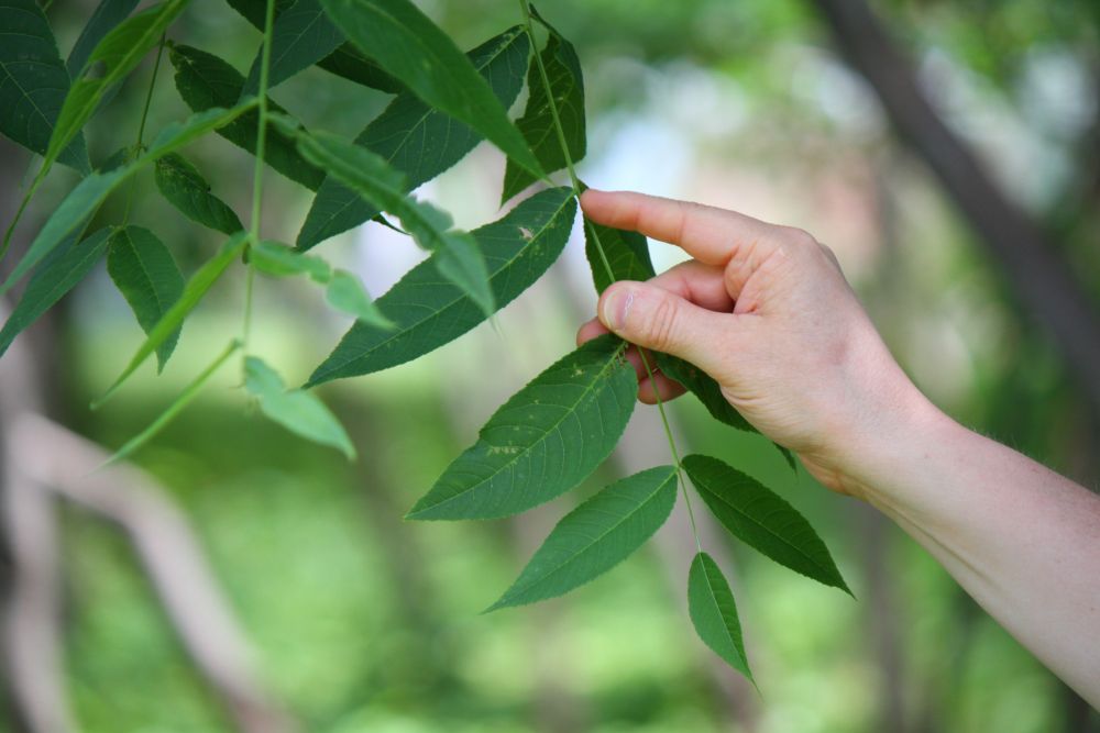 Ash tree leaf