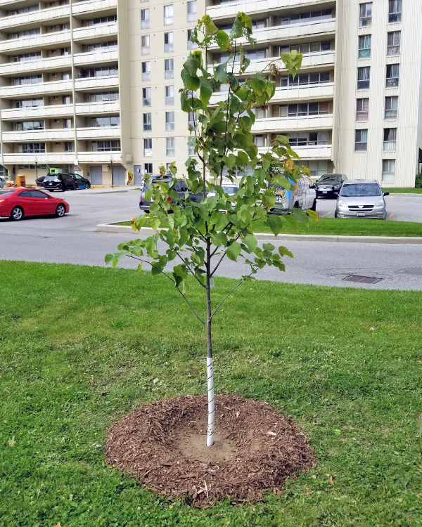 Basswood planted near parking lot of a high-rise building