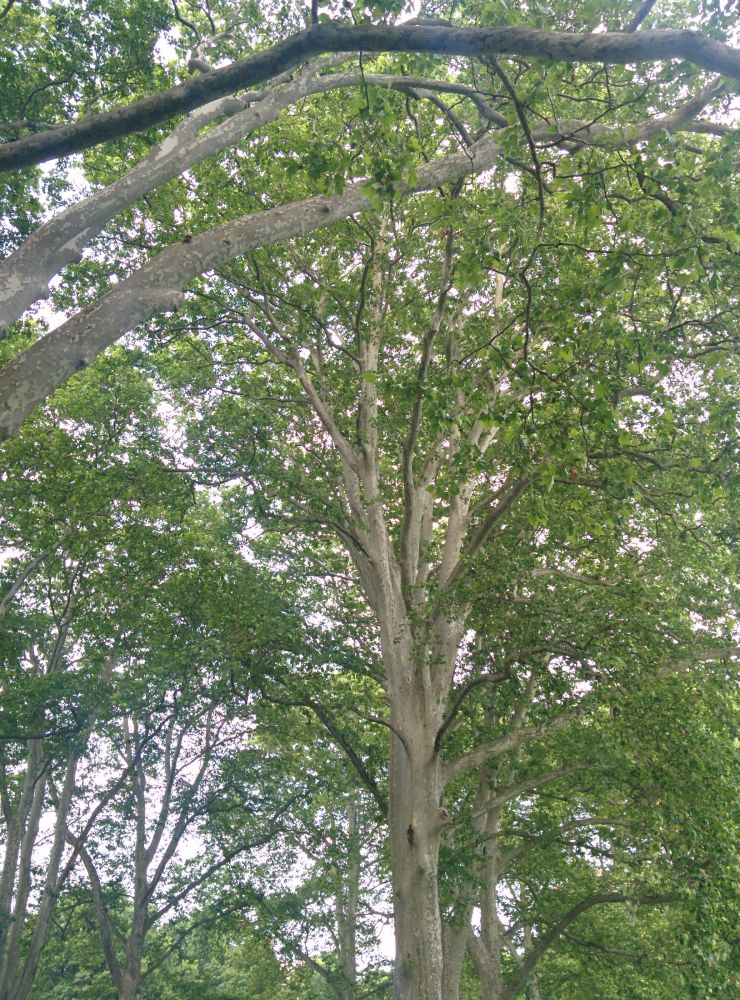 © 2016 Jacqueline Hamilton \ LEAF Sycamore (Platanus occidentalis)