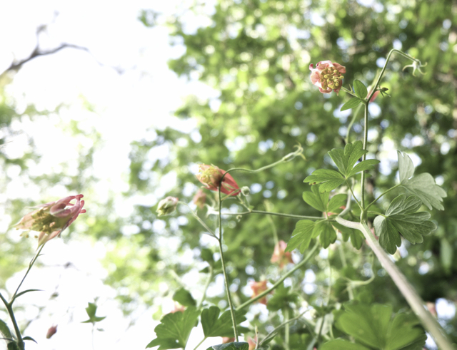 Garden Kits - Planting with LEAF