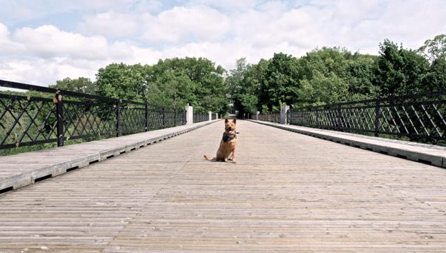 Hiking with Bella in Cedarvale Ravine, Toronto