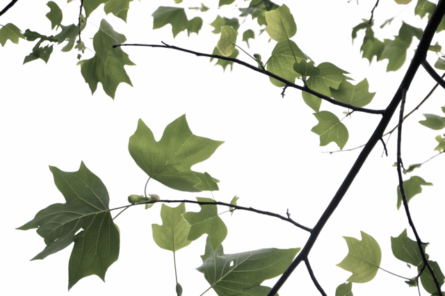 Tulip Tree - Planting with LEAF