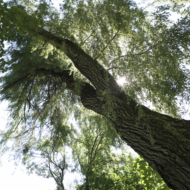 Willow - David A Belfour Park