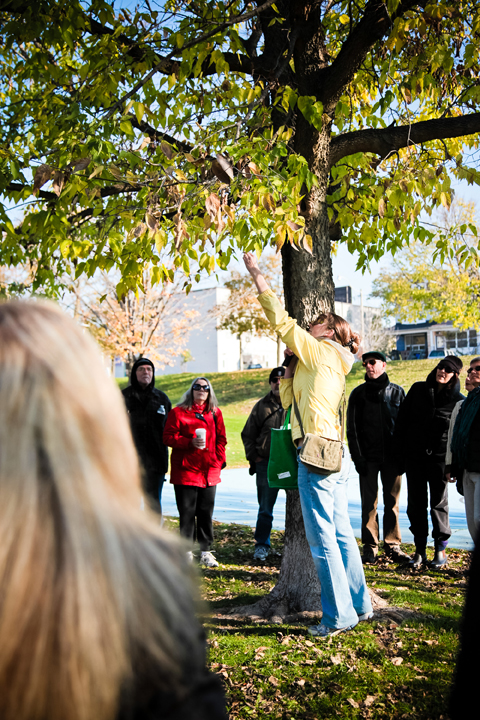 A healthy urban forest