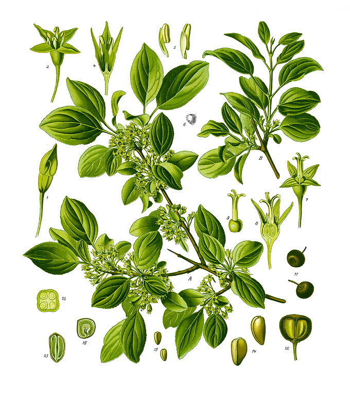 Illustration of Rhamnus catharticus - common buckthorn