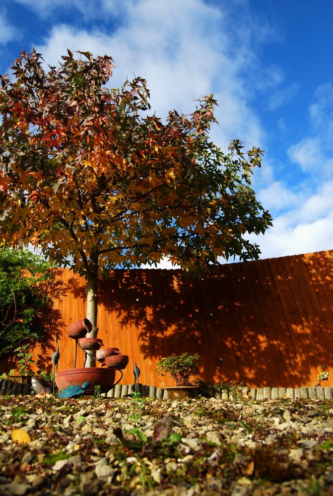 2008 Russt Proof, Creative Commons Lawn with leaves in the fall