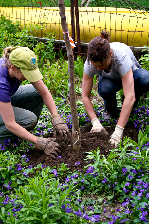 Backyard Tree Planting