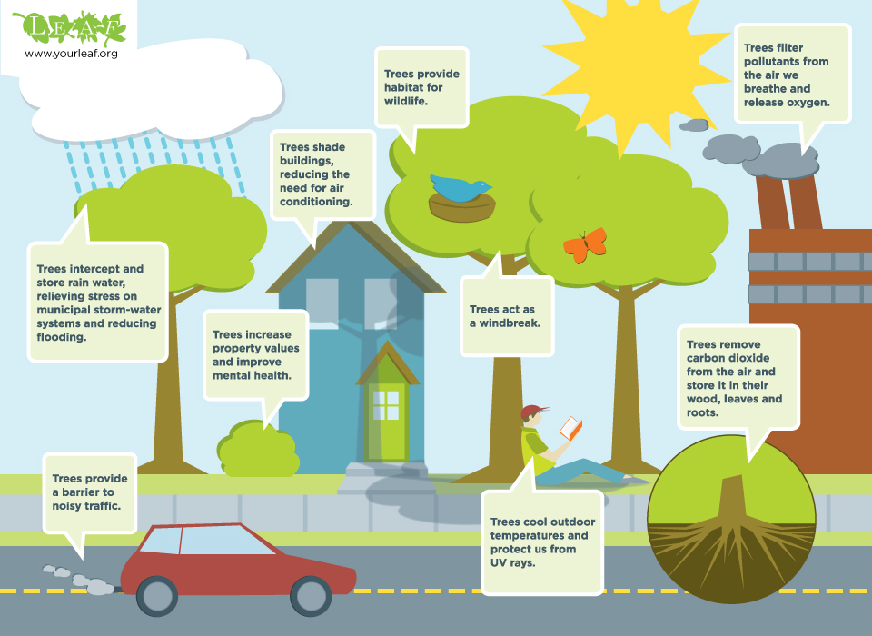 Benefits of urban trees