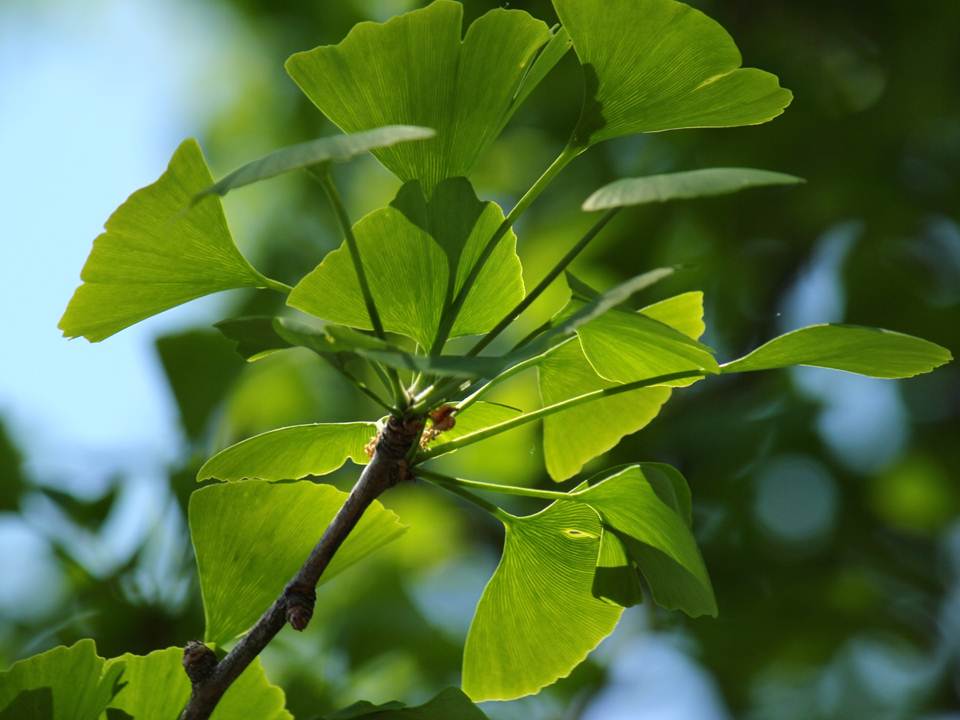 © 2014 Torie Gervais Ginkgo Leaves