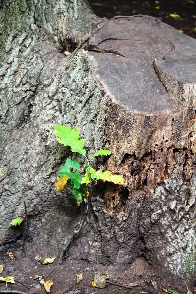 little oak