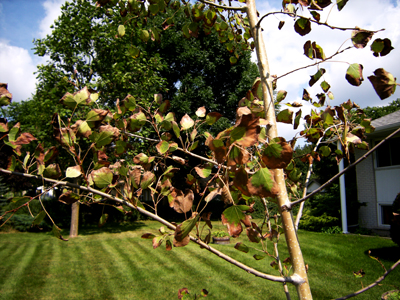 Urban tree drought stress