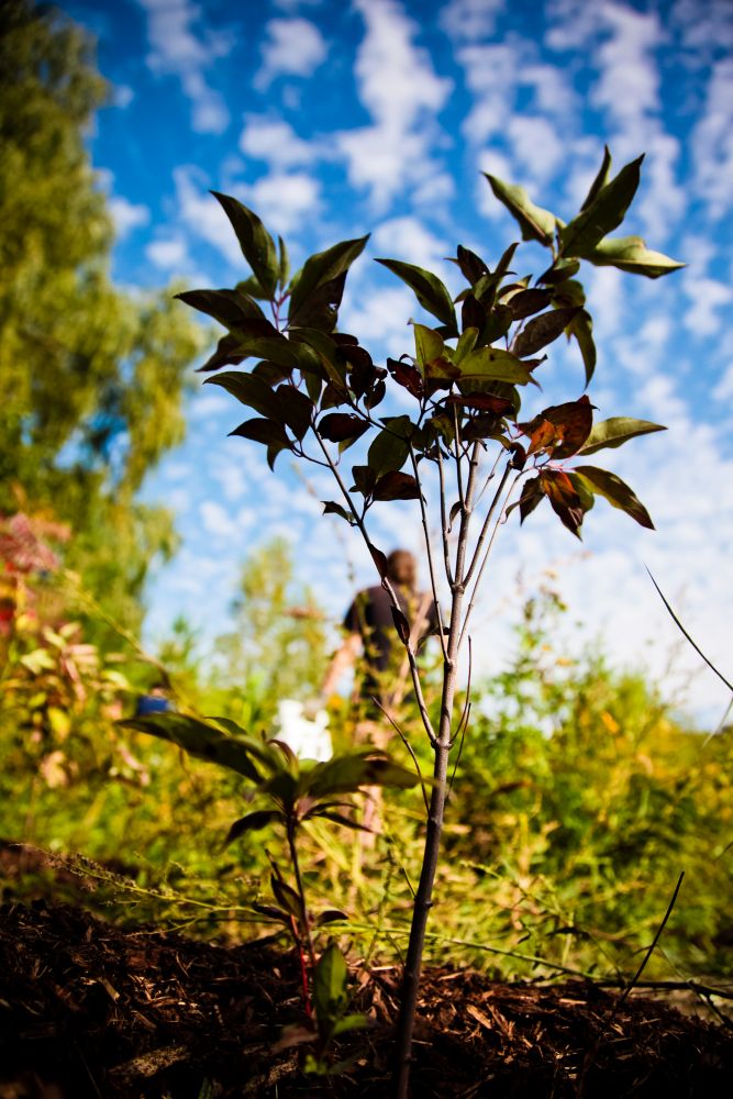 A new tree