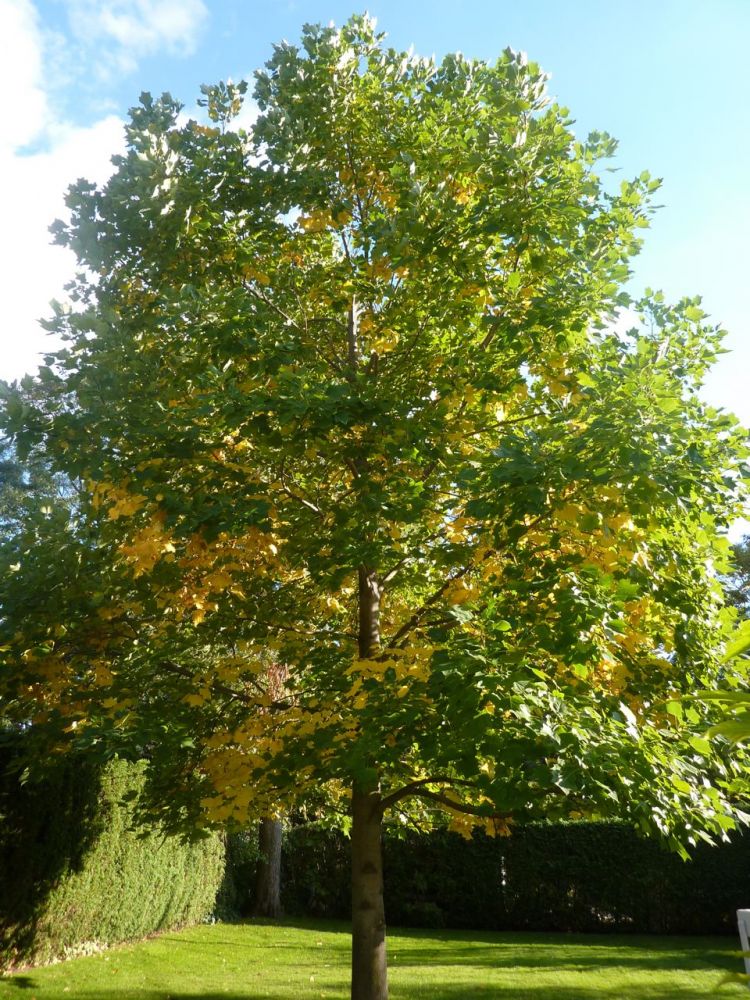 Tulip tree