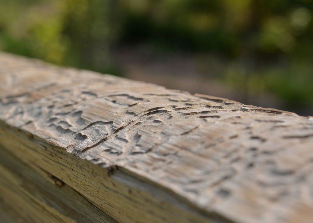 EAB Larval Galleries on Dead Ash Wood