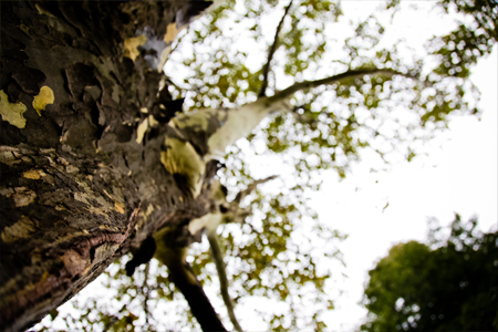 © 2013 Kanchan Maharaj / LEAF London Plane Tree