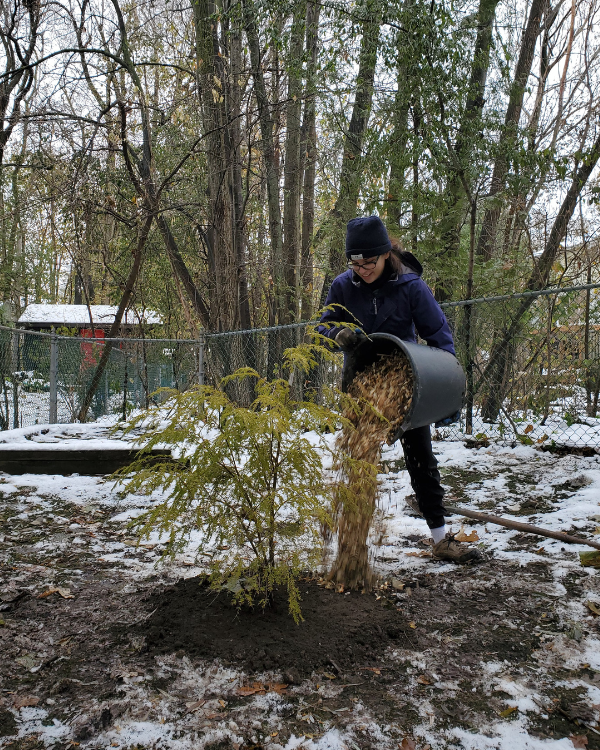 © 2019 Adriana Rezai-Stevens / LEAF LEAF staff putting mulch around the base of a tree in late fall, with snow on the ground