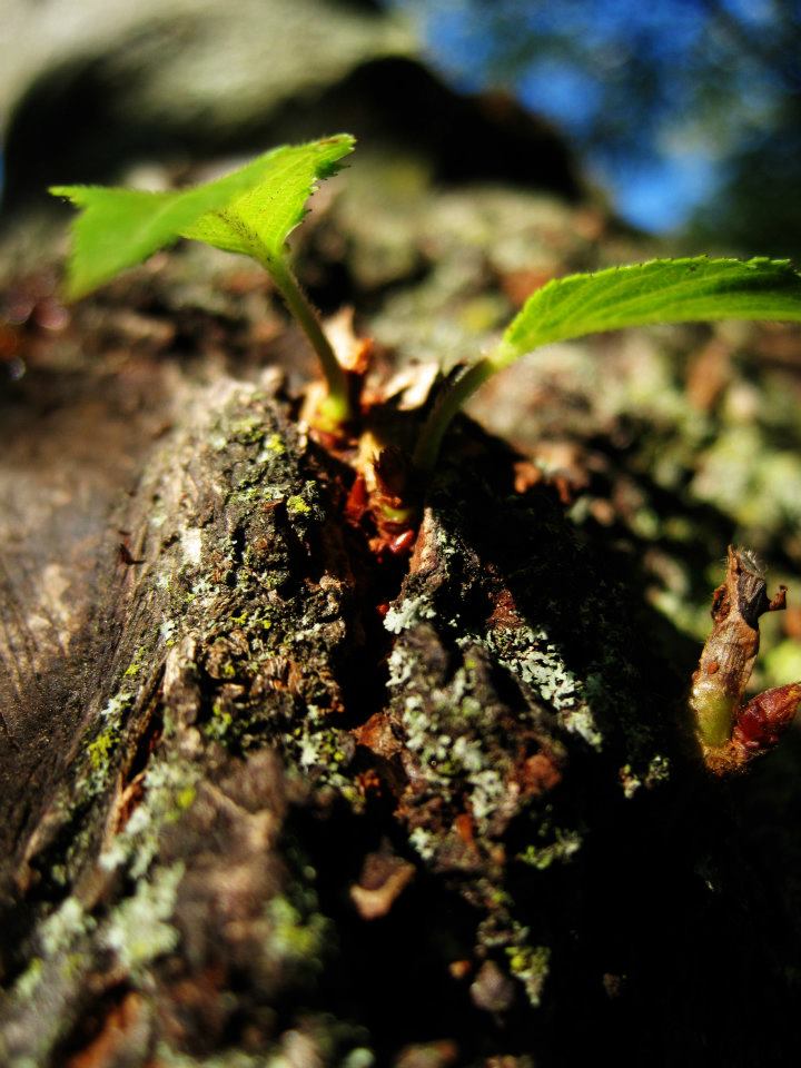 New Growth