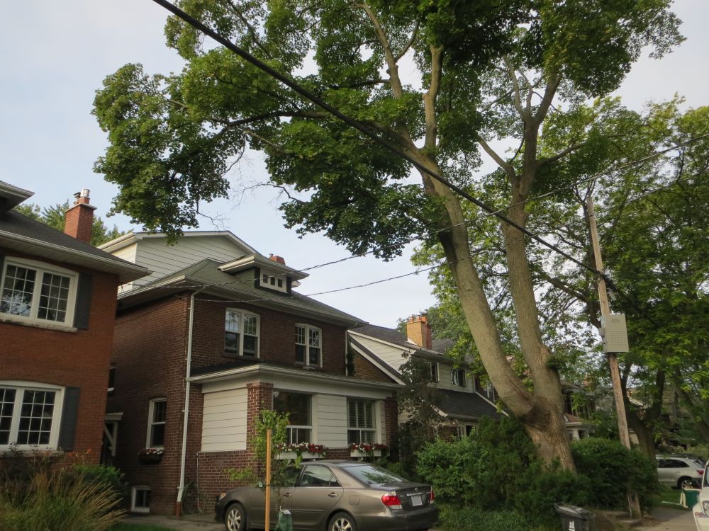 Newly Planted Beside Mature Street Tree