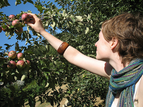Apple picking