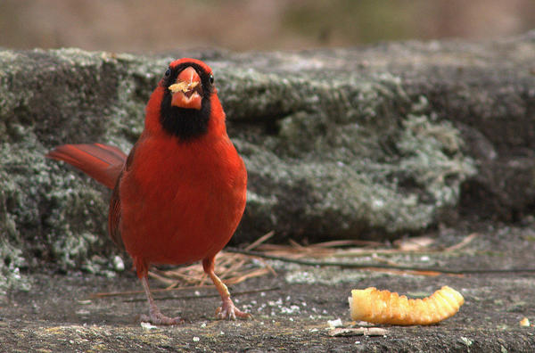 Northern Cardinal