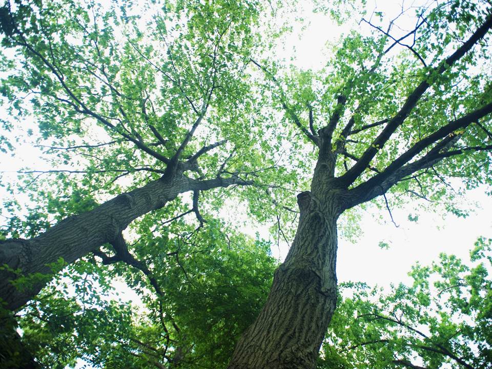 © 2008 LEAF Mature Oak Canopy