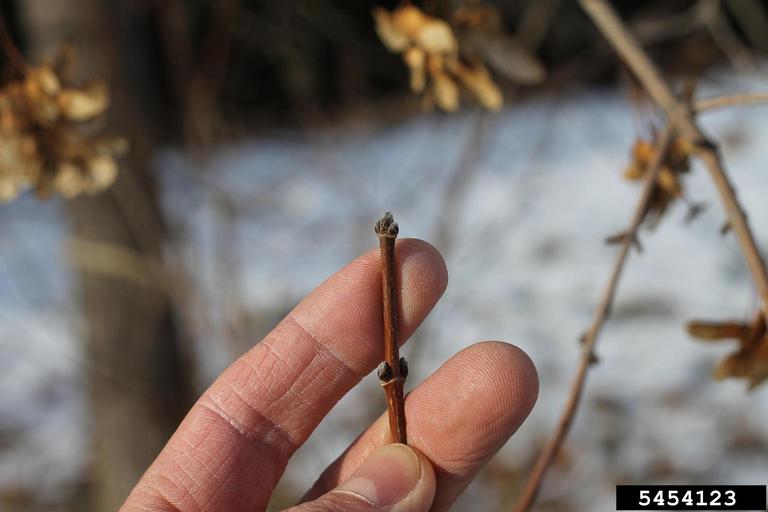 Ash tree buds
