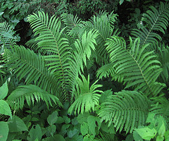 Ostrich Fern