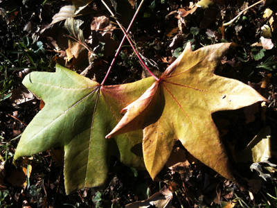 Sweetgum leaf