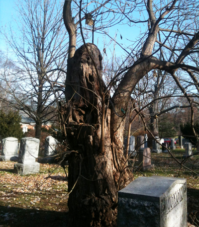 Creepy tree