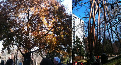 Copper Beech and Catalpa trees