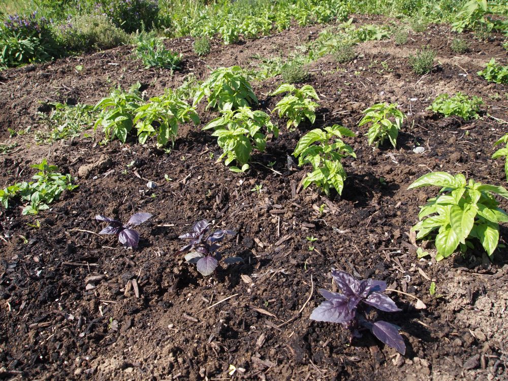 Sage Rising herb garden