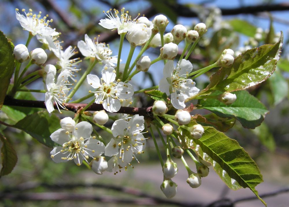 Pin Cherry