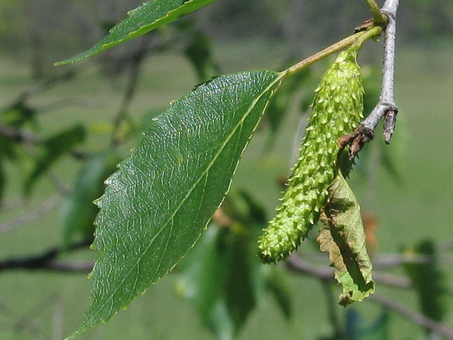 Paper birch