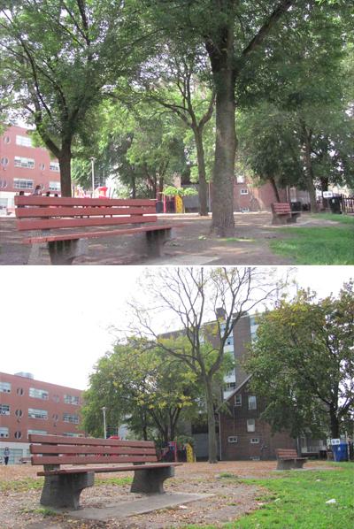Before and after photos of park with ash trees removed