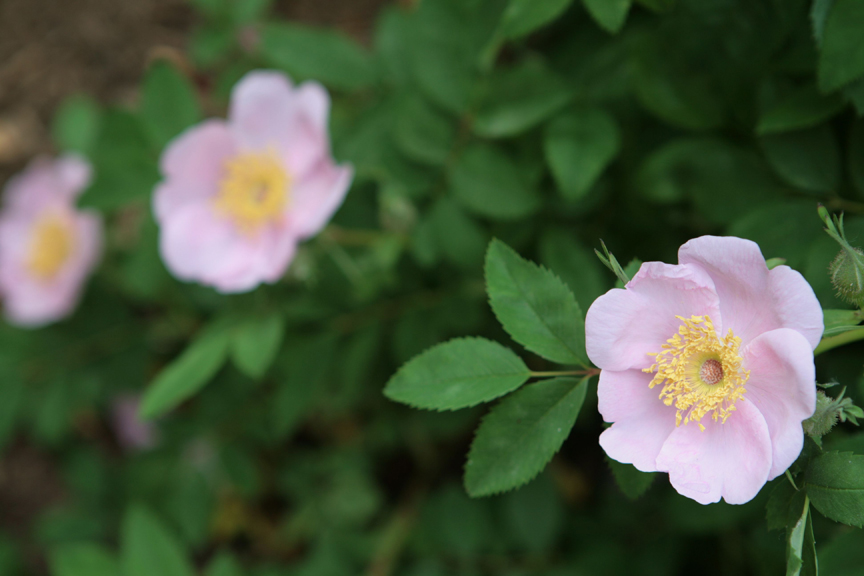 Pasture Rose