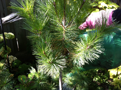 Sarah's pink gloves planting a white pine