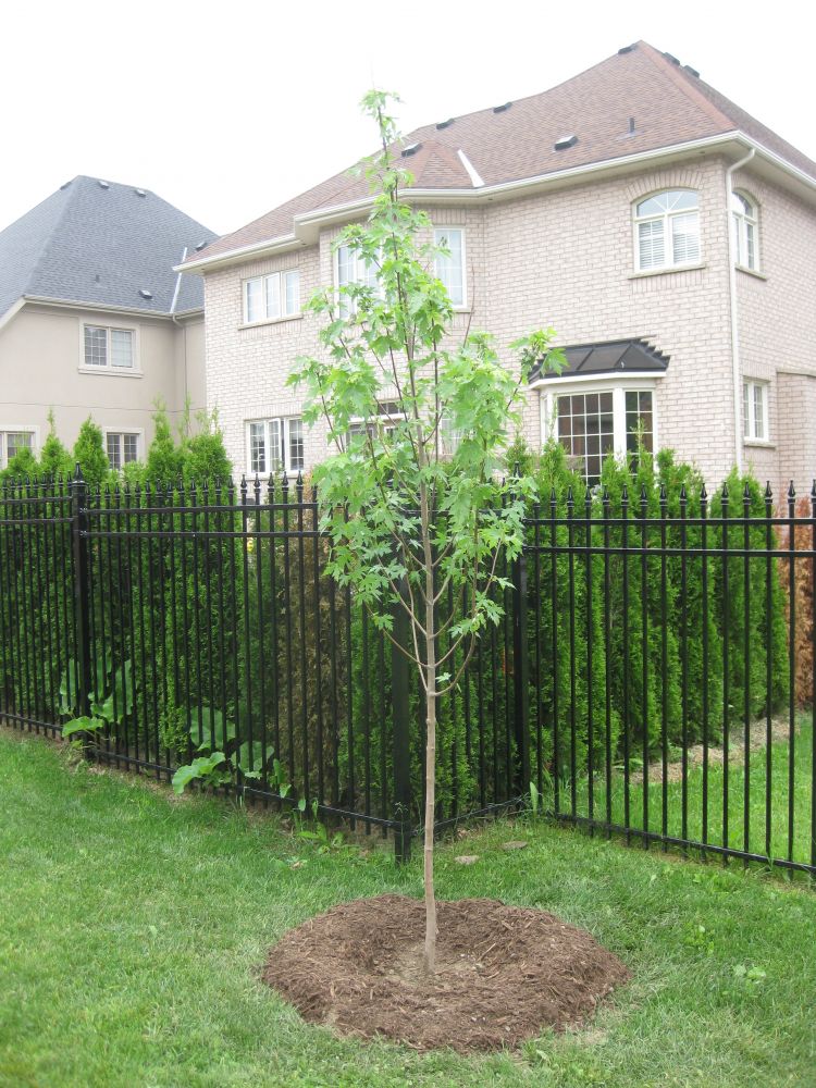 Silver Maple