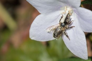 Unknown bee on campanula