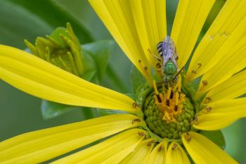 irridescent green male Agapostemon Virescens bee on sunflower