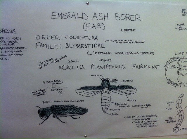 Emerald Ash Borer Facts