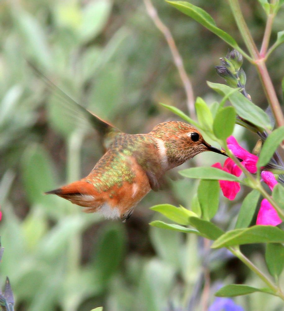 505 - ALLEN'S HUMMINGBIRD (5-25-08) immature male