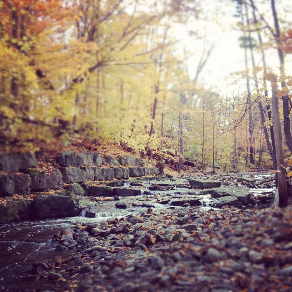 Fall Forest