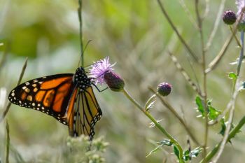 Monarch Butterfly on Thistle